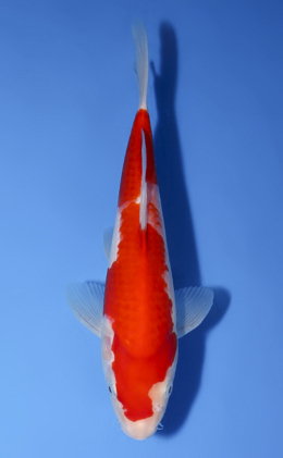Kohaku - koi #x0603a003