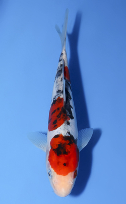 Doitsu Showa - koi #x0603a004