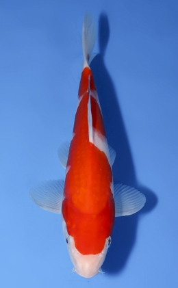 Kohaku - koi #x0603a005