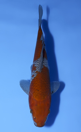 Ochibashigure - koi #x0603a008