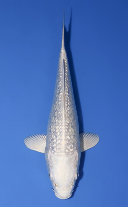 Ginrin Platinum - koi #x0603a010
