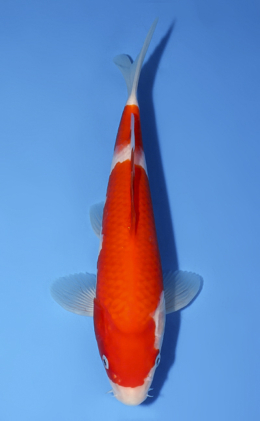Kohaku - koi #x0603a011