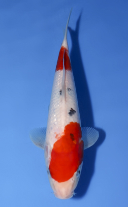Ginrin Sanke - koi #x0603a014