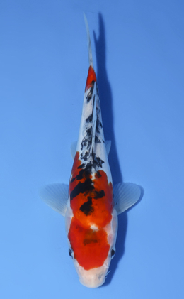 Taisho Sanke - koi #x0603a017