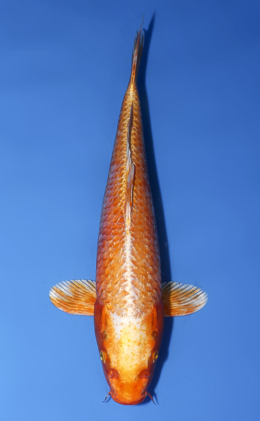 Orange Ogon - koi #x0603a023
