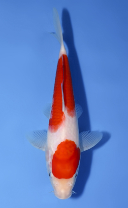 Kohaku - koi #x0603a024