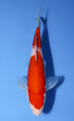 Kohaku - koi #x0603a025