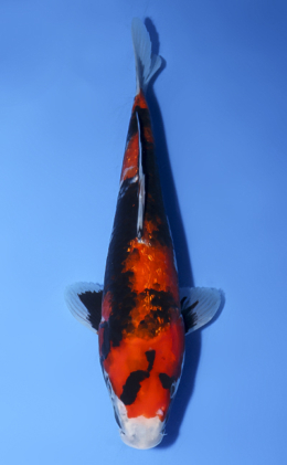 Ginrin Showa - koi #x0603a026