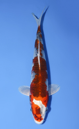 Kujyaku - koi #x0603a029