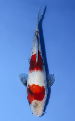 Showa - koi #x0603a030