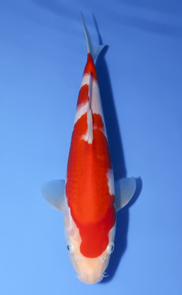 Kohaku - koi #x0603a034