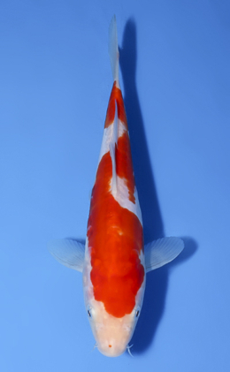 Doitsu Kohaku - koi #x0603a036