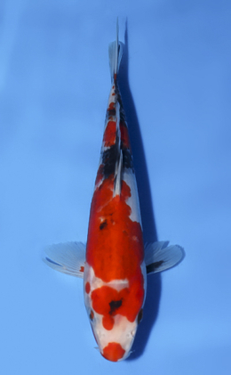 Showa - koi #x0603a037