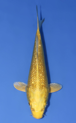 Ginrin Ogon - koi #x0603a038