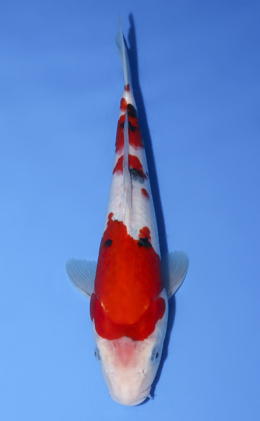 Taisho Sanke - koi #x0603a039