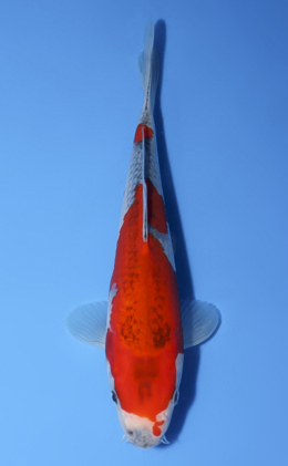 Goshiki - koi #x0603a042