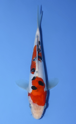 Doitsu Sanke - koi #x0603a043