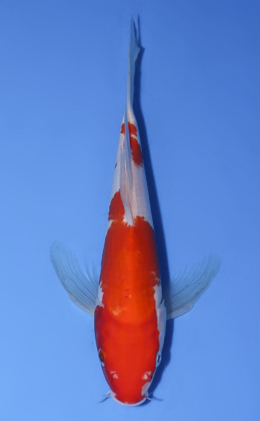 Hirenaga Kohaku - koi #x0603a048