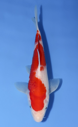 Kohaku - koi #x0603a049