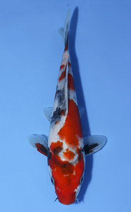 Showa - koi #x0603a051