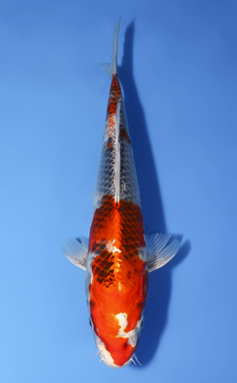 Kujyaku - koi #x0603a052