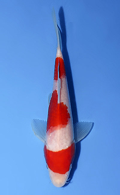 Kohaku - koi #x0603a055 - Marudo Koi Farm