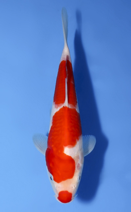 Kohaku - koi #x0603a056