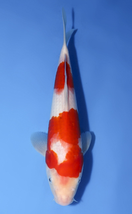 Kohaku - koi #x0603a057