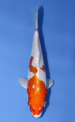 Kikusui - koi #x0603a058