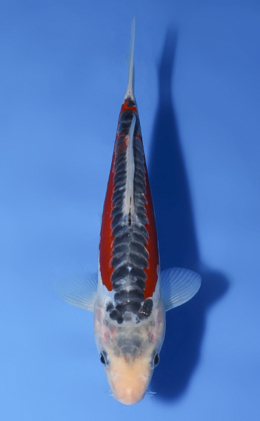 Shusui - koi #x0603a060