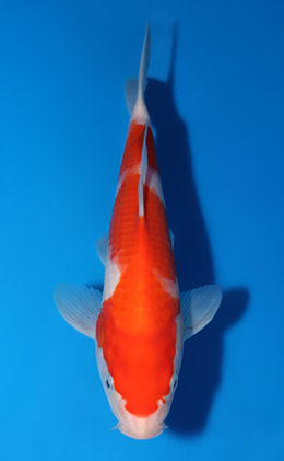 Kohaku - koi #x0604a001