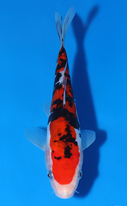 Doitsu Sanke - koi #x0604a002