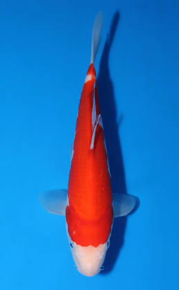 Kohaku - koi #x0604a004