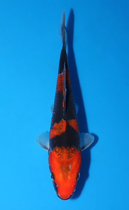 Goshiki - koi #x0604a005