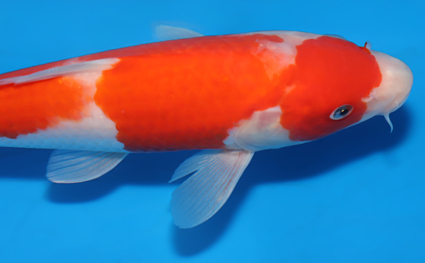 Kohaku - koi #x0604a006 - Side View A