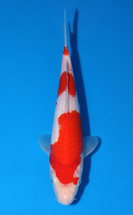 Kohaku - koi #x0604a007