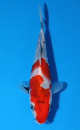 Showa - koi #x0604a008