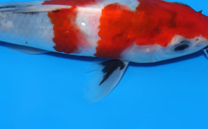 Showa - koi #x0604a008 - Side View A
