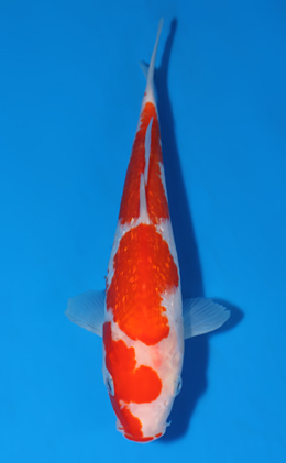 Ginrin Kohaku - koi #x0604a009