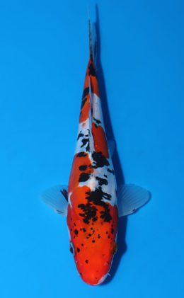 Doitsu Showa - koi #x0604a010