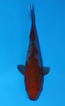 Ochibashigure - koi #x0604a011