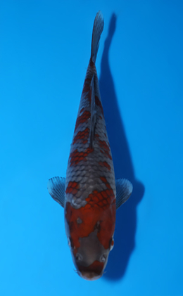 Ochibashigure - koi #x0604a012