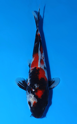 Showa - koi #x0604a013