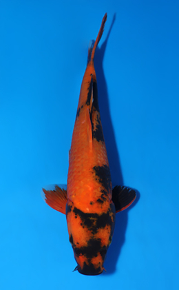 Hi Utsuri - koi #x0604a014