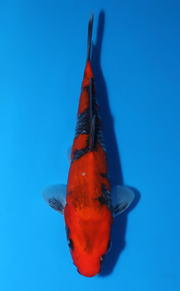 Goshiki - koi #x0604a016