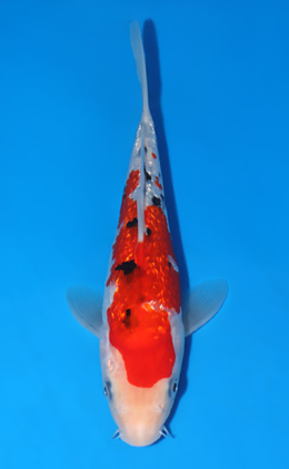 Ginrin Sanke - koi #x0604a017