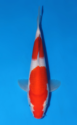 Kohaku - koi #x0604a018