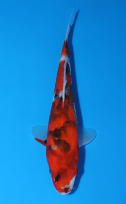Showa - koi #x0604a019