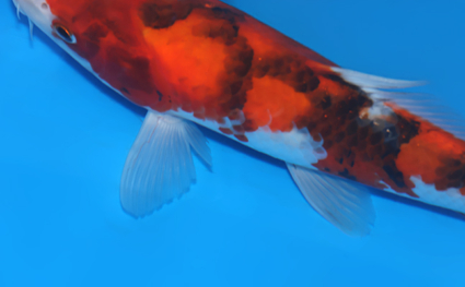 Showa - koi #x0604a019 - Side View A