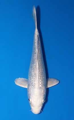 Ginrin Platinum - koi #x0604a020